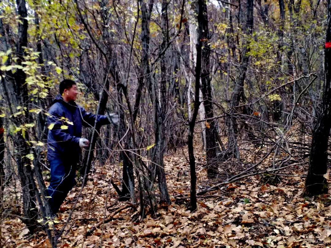 树木由来,树木从远古到现在
