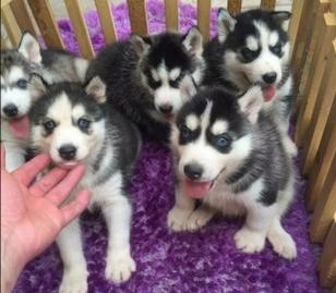 哈士奇一种养不养都会后悔的狗狗,养哈士奇可以像养土狗一样吗