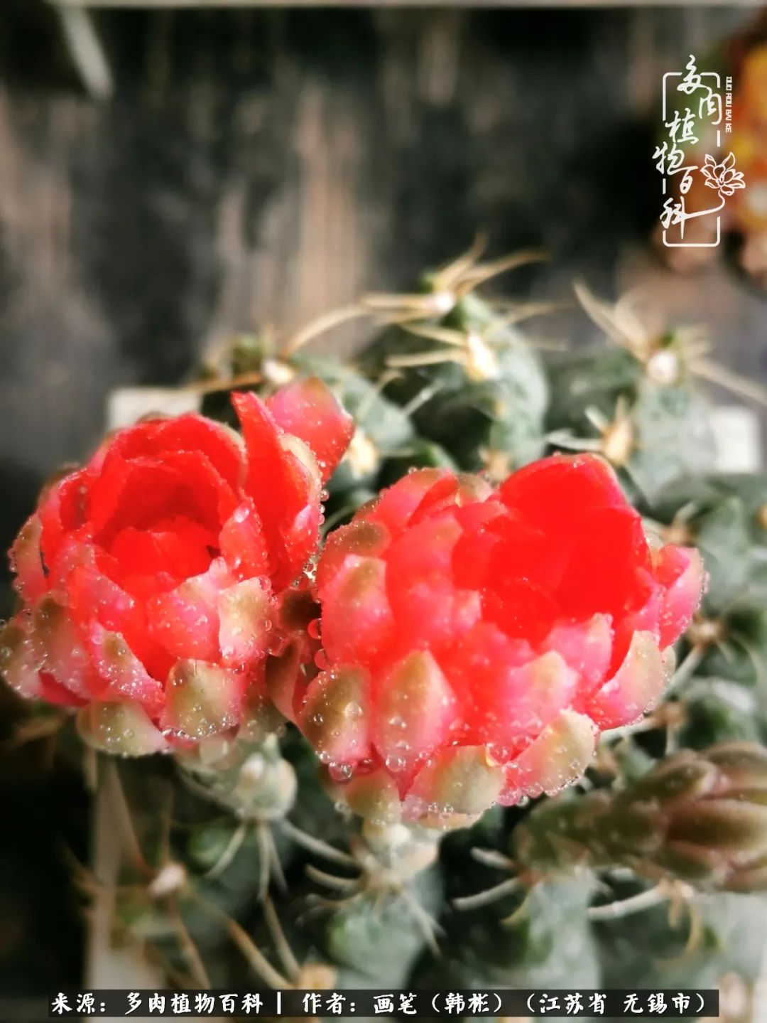 阳台多肉花园简直美翻了,适合男生养的多肉