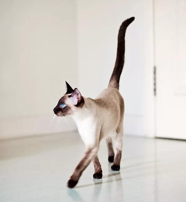 猫咪品种大盘点3：暹罗猫