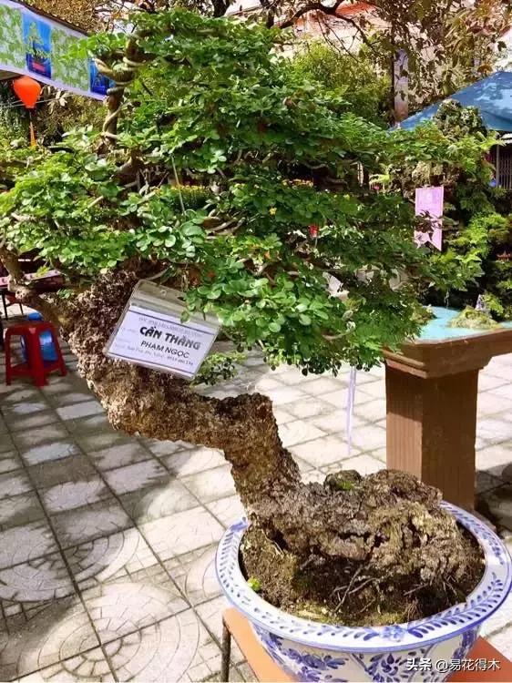 清香木盆景黄叶掉叶是什么原因,清香木黄叶掉叶如何处理