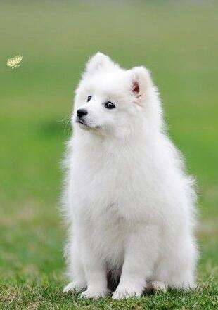 搞笑又可爱的狗子,萌到流鼻血宠物的搞笑可爱瞬间