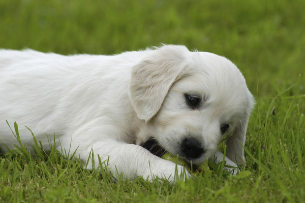 狗狗吐黄水食欲不振怎么治疗,狗狗吐了怎么办又不吃饭