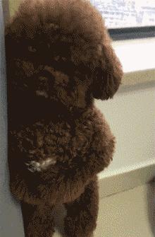 怎么样的惩罚能让泰迪咬人,怎样训泰迪让泰迪听话