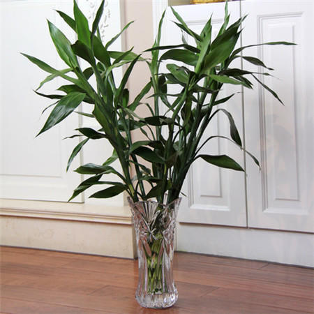 富贵竹怎么养才能生根更旺盛呢,富贵竹怎么养才能快速生根不发黄