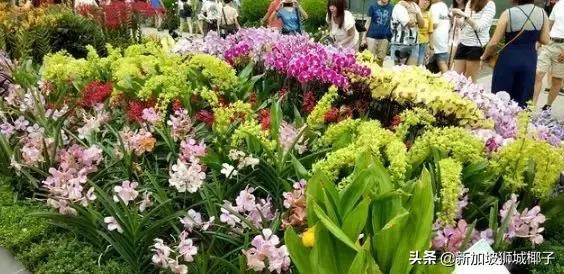 新加坡旅游攻略推荐花园,新加坡花园最新消息