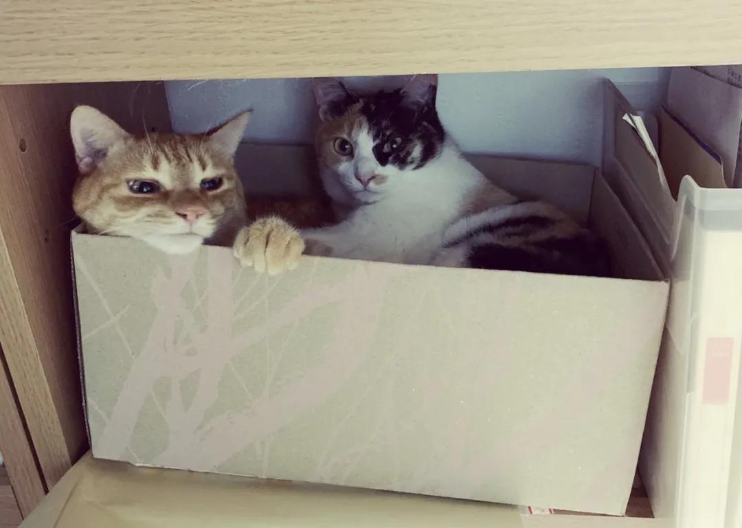 猫真的会把你当妈妈,猫把你当成妈妈是啥样子的