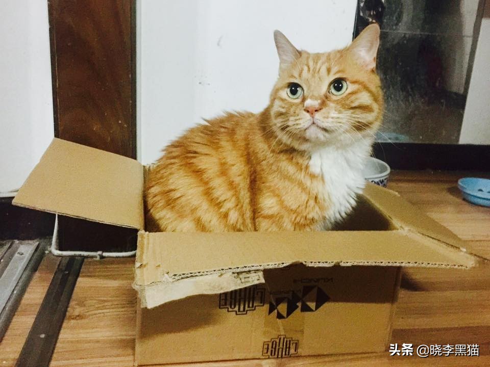 铲屎官们该怎样帮助猫咪过冬,过年猫咪留守攻略