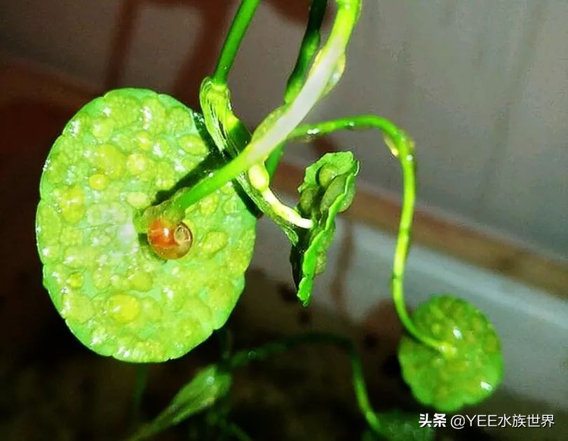 鱼缸过滤长螺怎么处理,鱼缸爆藻用什么过滤好