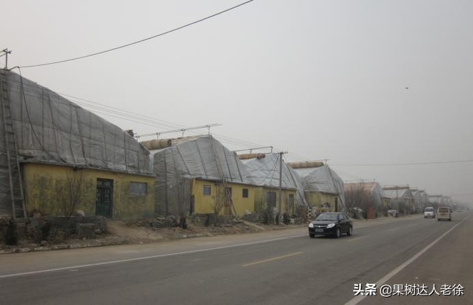 樱桃好吃树难栽大樱桃树视频,樱桃好吃树难栽口难开