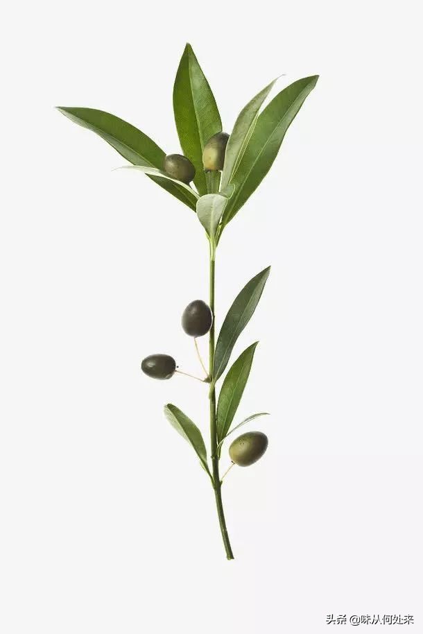 文末福利留言有礼,橄榄油可以做的美食