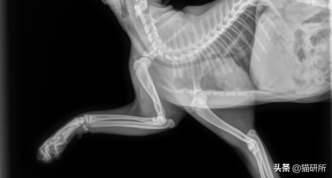 猫咪摔骨折了治疗需要多少钱,猫咪骨折吃什么东西恢复得快