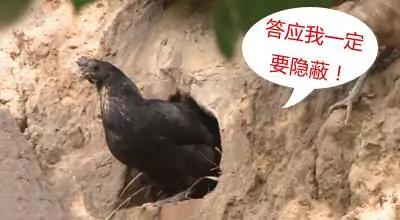 怎样让鸡去指定的窝里下蛋,怎么让鸡在你指定的地方下蛋