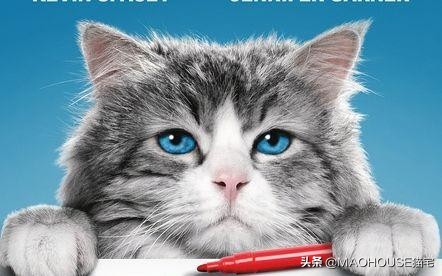 猫毛皮屑过敏如何去除过敏源,猫毛有白色皮屑怎么办