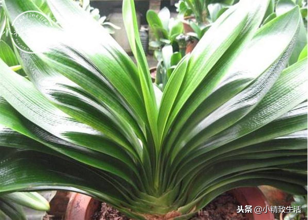 养君子兰需要什么条件才能开花,君子兰怎么养护才能让它开花