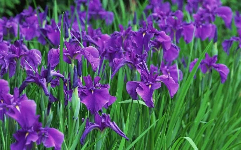 世间发生的一切都是好事,世间美好都会恰逢其时