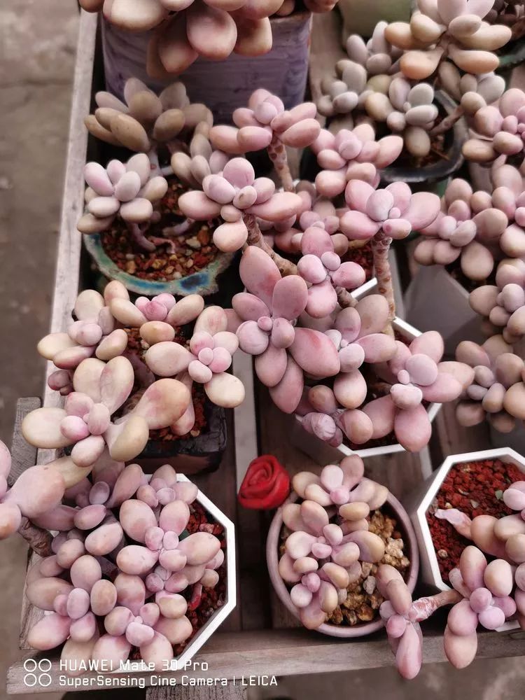 冬日如何更好地养多肉,冬天可以户外养护的多肉