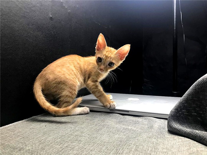 宠物店购猫存有风险，欲挑选健康小猫，三点细节把控不可少