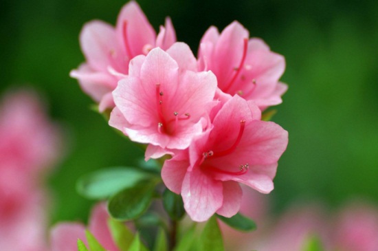 中国十大名贵花卉,昂贵花卉品种介绍