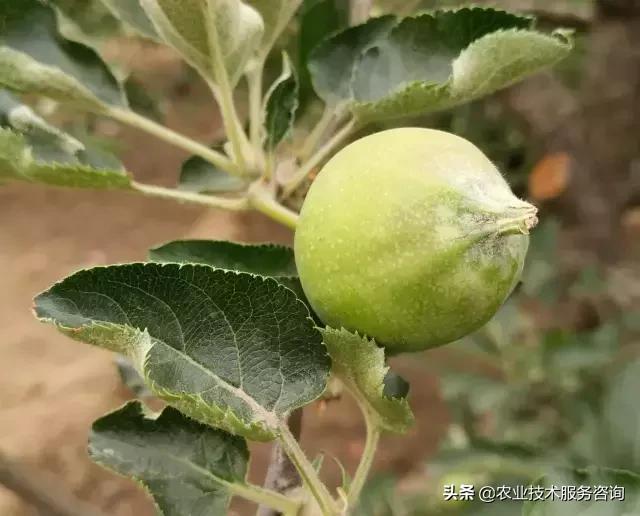 苹果膜袋快速套袋法,苹果套袋视频教程大全