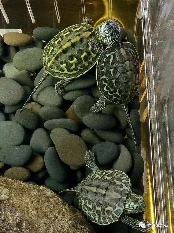 大型中华花龟怎么养,中华花龟怎么养啊图片