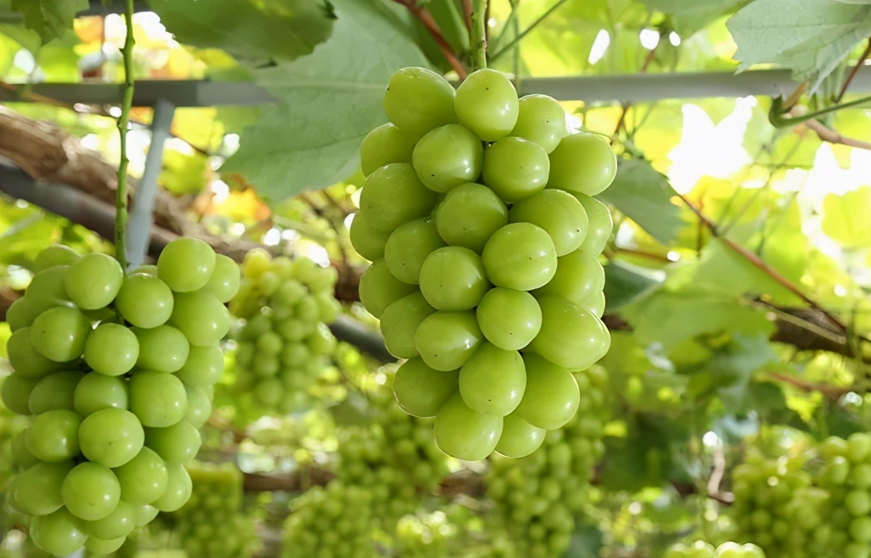 800元一斤的草莓,一斤草莓9.9