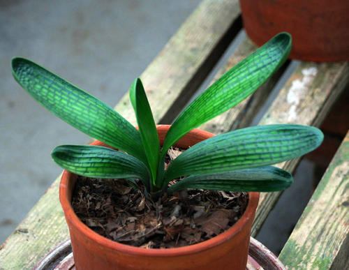 如何防止君子兰叶片晒伤,养了三年的君子兰有黄叶什么情况