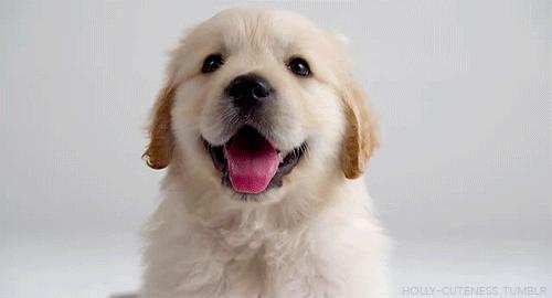 老外说“Youareagaydog”不是骂你，动怒就输了