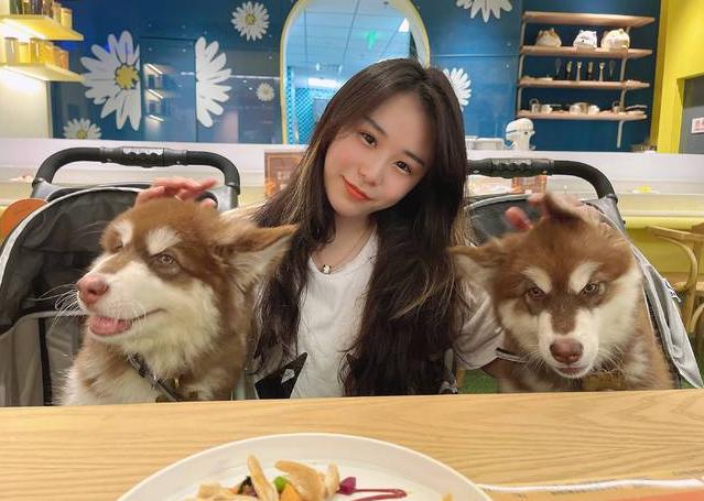 阿拉斯加犬偏瘦怎么办,阿拉斯加瘦弱怎么办