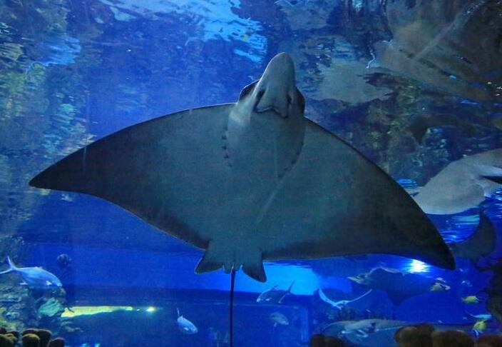 北京海洋馆亲子套票两大一小,北京海洋馆里面的儿童乐园