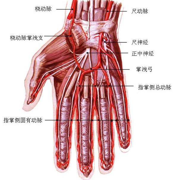 医生常用的解剖学、内外科口诀