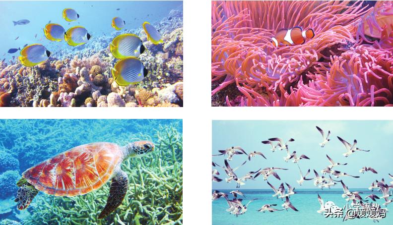 三年级第18课富饶的西沙群岛视频,三年级上册18富饶的西沙群岛笔记