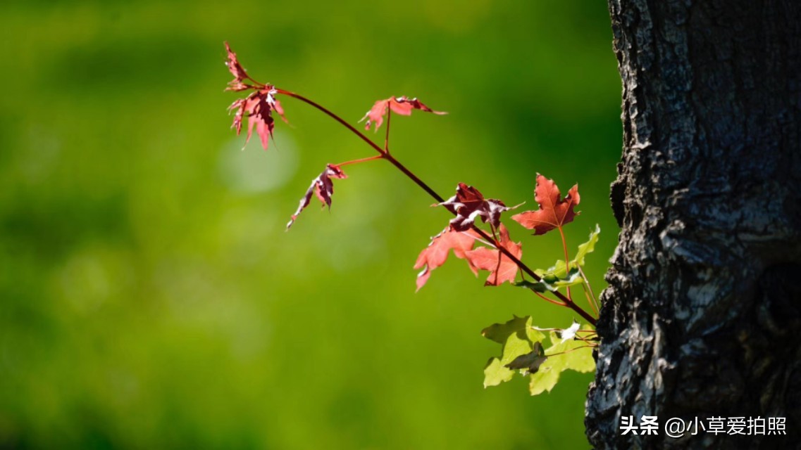 威海羊亭公园有什么好玩的,威海羊亭湿地公园四季美景