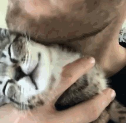 猫一天放了好几个臭屁,猫咪放的屁巨臭怎么回事