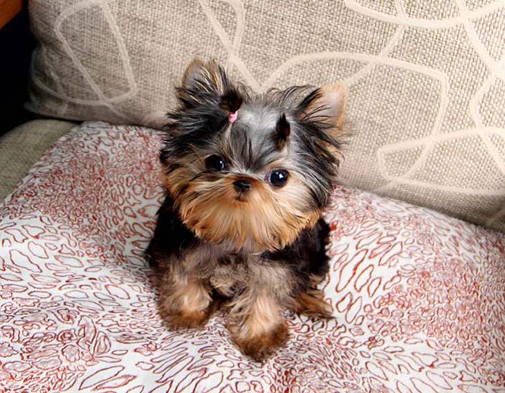 宠物狗坠楼下，主人花6万将它治愈，换你会如何选择？