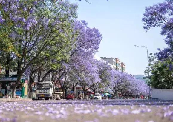 凉山州哪里可以赏花,西昌赏花攻略