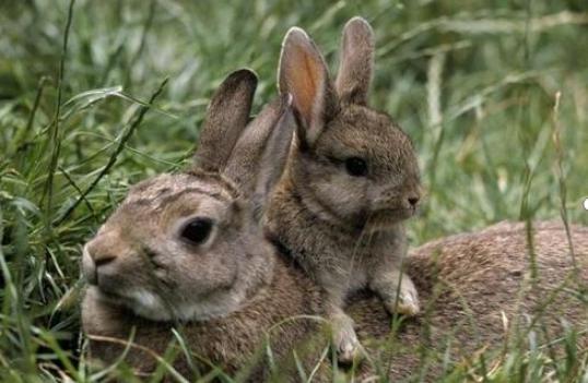 怎样养兔是最好的,养兔怎么样