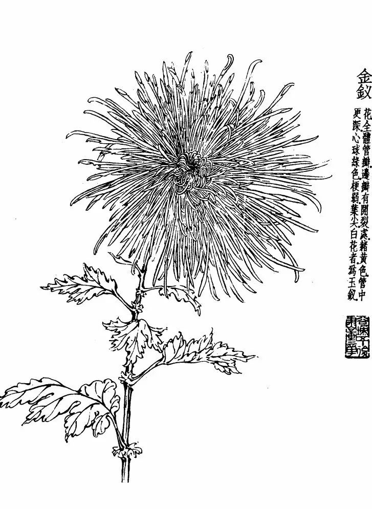 菊花白描基础花瓣的画法,白描菊花用笔