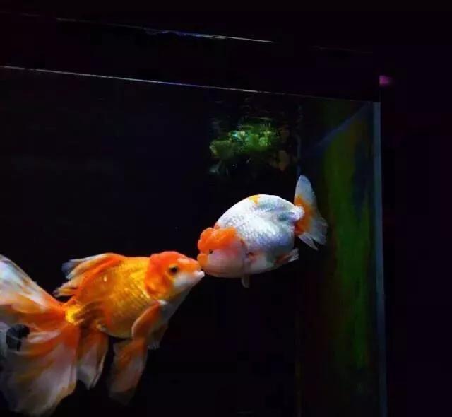 金鱼吊兰怎么养,兰寿金鱼怎么养