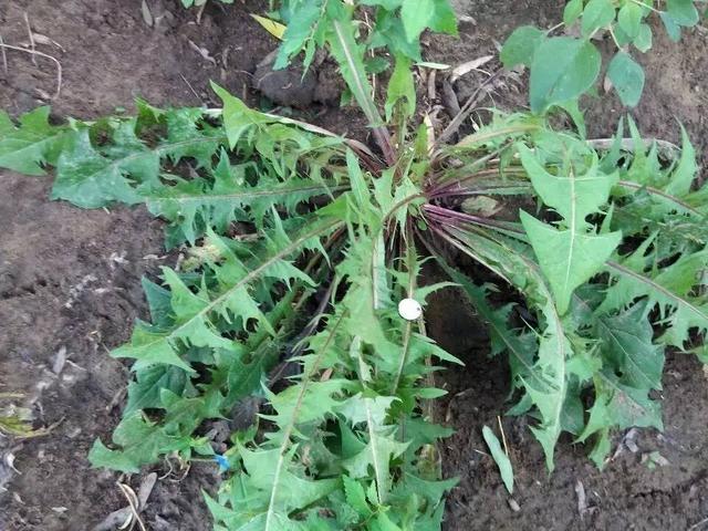 畜禽拉稀用什么药最好,治疗猪牛羊腹泻