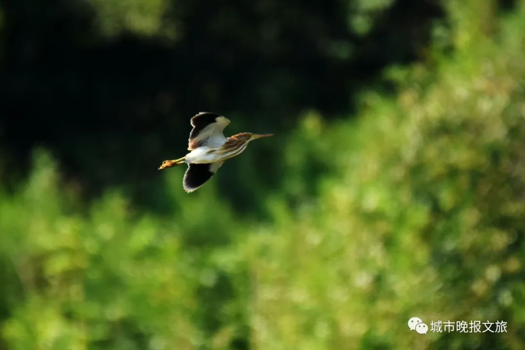 城晚拍拍丨飞鸟过帆影