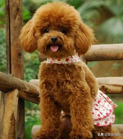 泰迪犬的秘密你知道吗,健康的泰迪犬都有哪些特别的表现