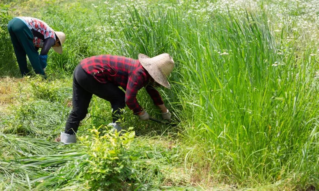 筑梦8年,承包1600亩土地,打造亲子版唐顿庄园,体验庄主生活