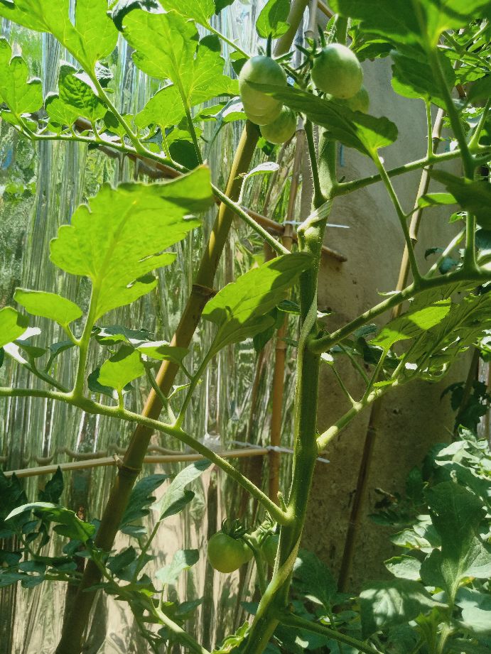 樱桃番茄最好的颜色,樱桃番茄挑选