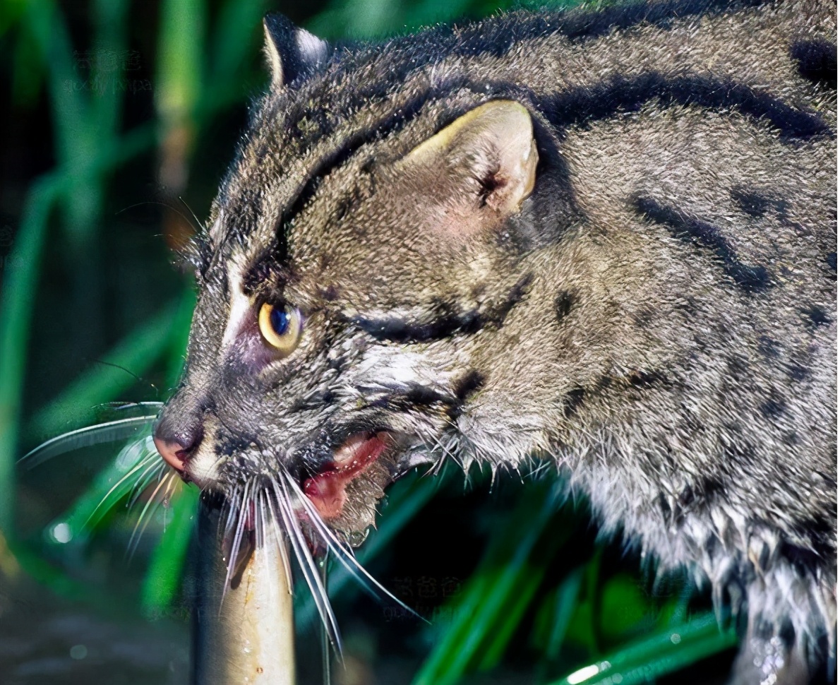 猫科家族的平头哥，个头不大却性情凶残，钓鱼猫为何濒临灭绝