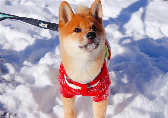 柴犬为什么喜欢恶劣天气,台风天老人遛柴犬