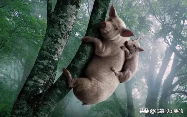 搞笑GIF：猫头鹰也是呆萌的动物，只能看不能养！