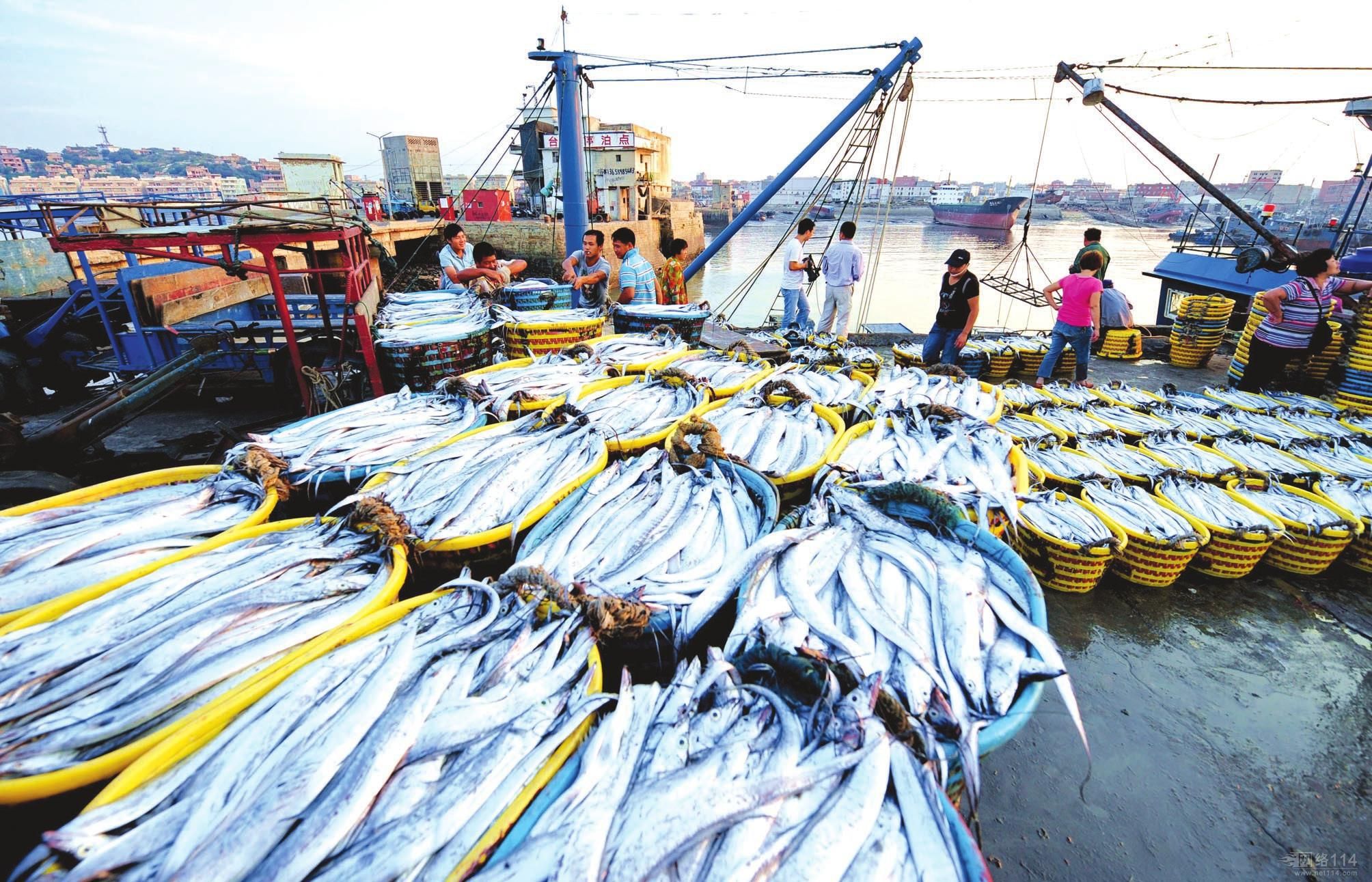 买带鱼时要分清黄眼睛和黑眼睛,买带鱼黑眼睛和黄眼睛哪个好