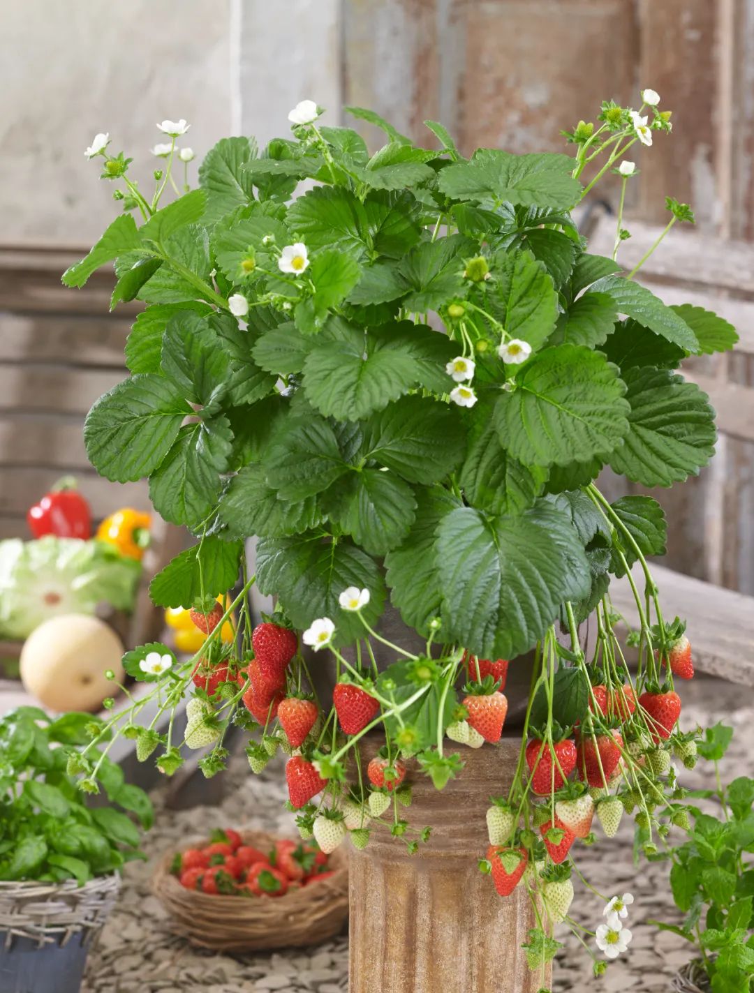红花草莓托斯卡纳,红花草莓和白花草莓哪个好