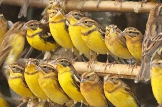 只为一串佛珠，他活剥了我妈的皮：人心有多可怕，你根本想象不到